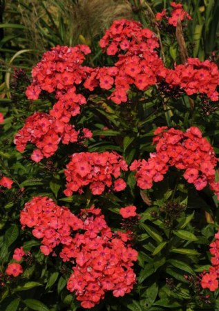 PHLOX paniculata Orange